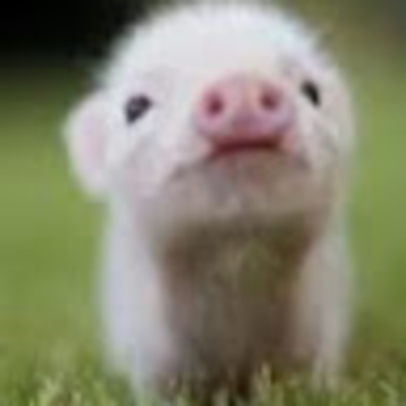 Meet your Posher, Abbie - Picture 1 of 1